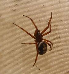 Steatoda washona