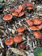 Leratiomyces ceres