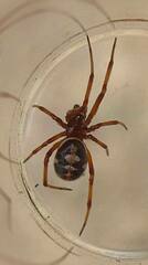 Steatoda washona