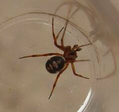 Steatoda washona
