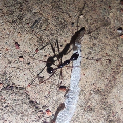 Aphaenogaster