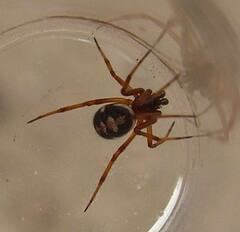 Steatoda washona