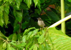 Pycnonotus pseudosimplex