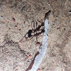 Aphaenogaster