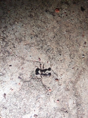 Aphaenogaster
