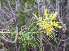 Stanleya pinnata