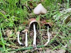 Psathyrella longipes