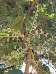 Tetrapanax