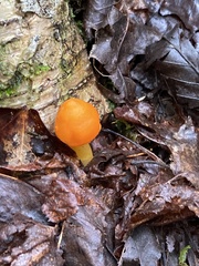Amanita flavoconia