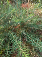Larix decidua