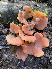 Guepinia helvelloides