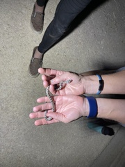 Pantherophis emoryi