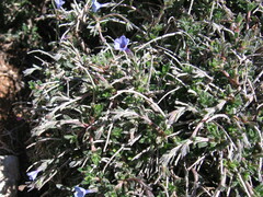 Lithodora hispidula