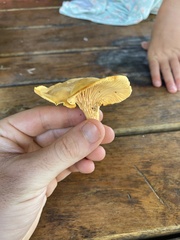 Cantharellus