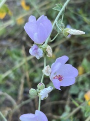 Malacothamnus fasciculatus