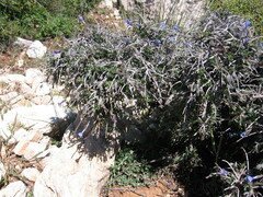 Lithodora hispidula