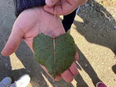 Populus