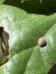 Dryocosmus minusculus