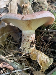 Lactarius hysginus
