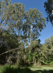 Eucalyptus platyphylla × tereticornis