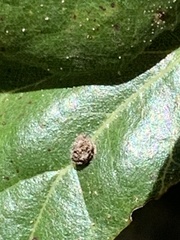 Dryocosmus minusculus