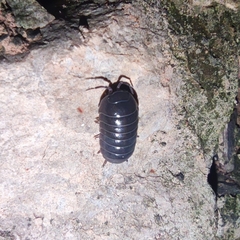 Armadillidium vulgare