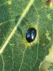 Plagiodera versicolora