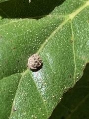 Dryocosmus minusculus