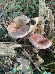 Lactarius hysginus