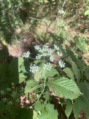 Oenantheae