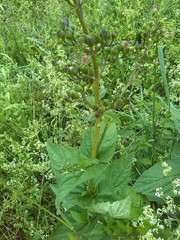 Scrophularia umbrosa