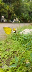 Eurema hecabe