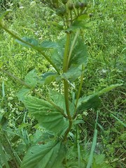Scrophularia umbrosa