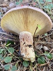 Lactarius hysginus
