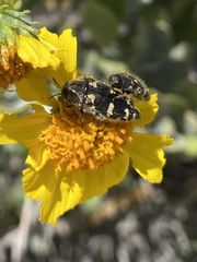 Acmaeodera vernalis