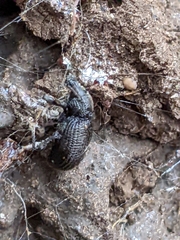 Otiorhynchus rugosostriatus