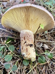 Lactarius hysginus