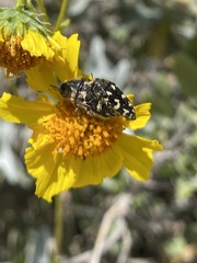 Acmaeodera vernalis