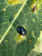 Plagiodera versicolora