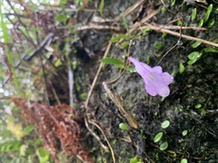 Lysionotus pauciflorus