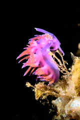 Flabellina affinis