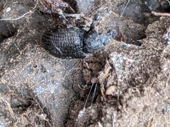 Otiorhynchus rugosostriatus
