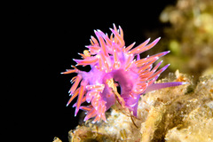 Flabellina affinis