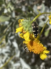 Acmaeodera vernalis