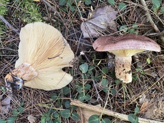 Lactarius hysginus