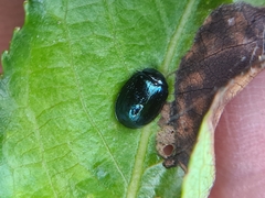 Plagiodera versicolora