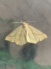 Tetracis jubararia