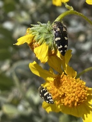 Acmaeodera vernalis