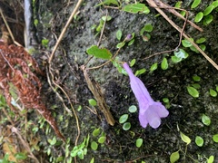 Lysionotus pauciflorus