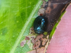 Plagiodera versicolora